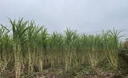 褚廟鄉20畝甘蔗喜豐收